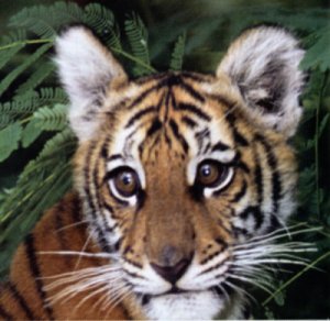 tiger.jpg