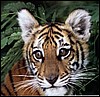 tiger.jpg