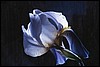 000801_0341_0019_tsls.jpg