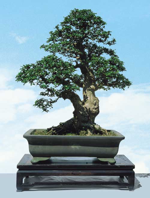 chinelm2.jpg