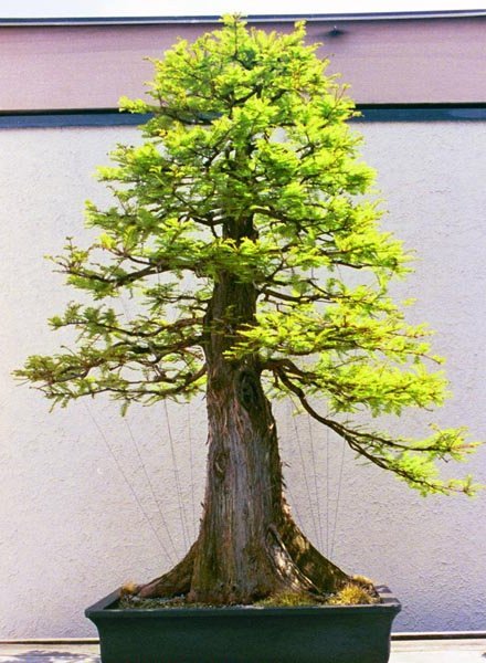 upright1b.jpg