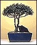 a1015t.jpg