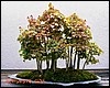 forest4b.jpg
