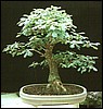 oak.jpg