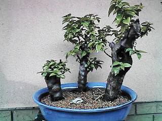 257.jpg