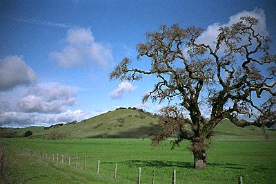 oak_tree.jpg